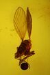 Two Fossil Flies (Diptera) In Baltic Amber #145399-2